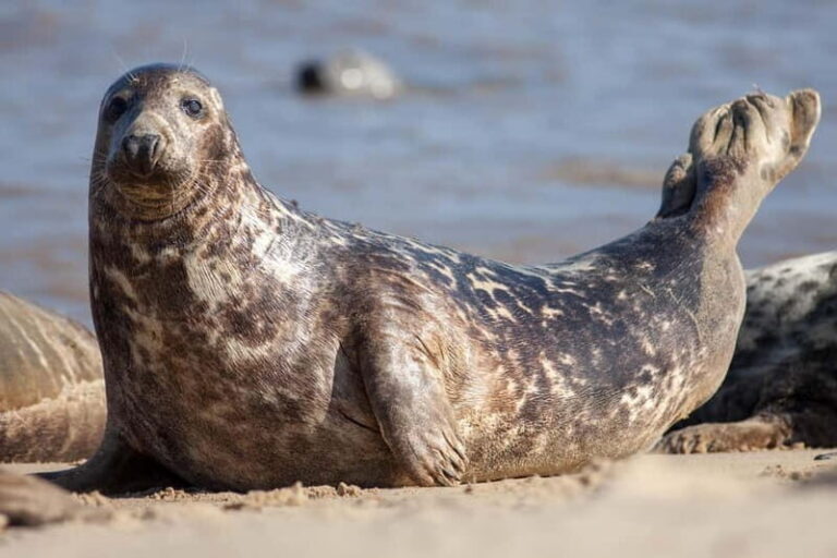 Seahouses: Seabird and Seal Cruise of the Farne Islands - Why This Tour Is Worth Considering