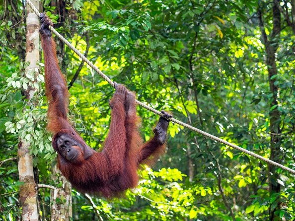 Semenggoh Orangutan Centre from Kuching - Exploring the Semenggoh Orangutan Centre from Kuching: An Honest Review