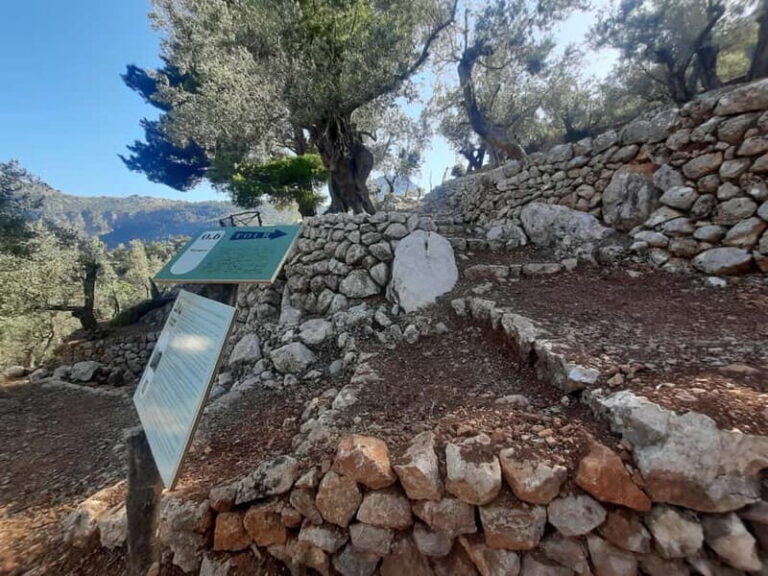 Serra de Tramuntana, Fornalutx: The olive tree: culture, cultivation, tasting. - Who Would Love This Experience?