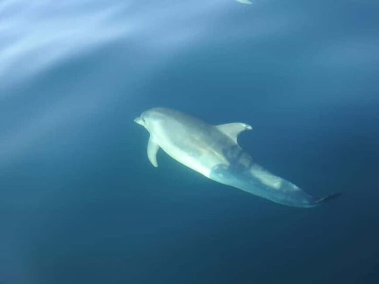 Sesimbra: Dolphin Watching Boat Trip - An In-Depth Look at the Dolphin Watching Experience