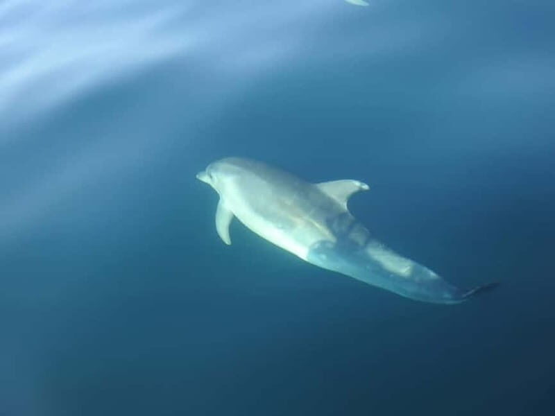 Sesimbra: Dolphin Watching Boat Trip - An In-Depth Look at the Dolphin Watching Experience