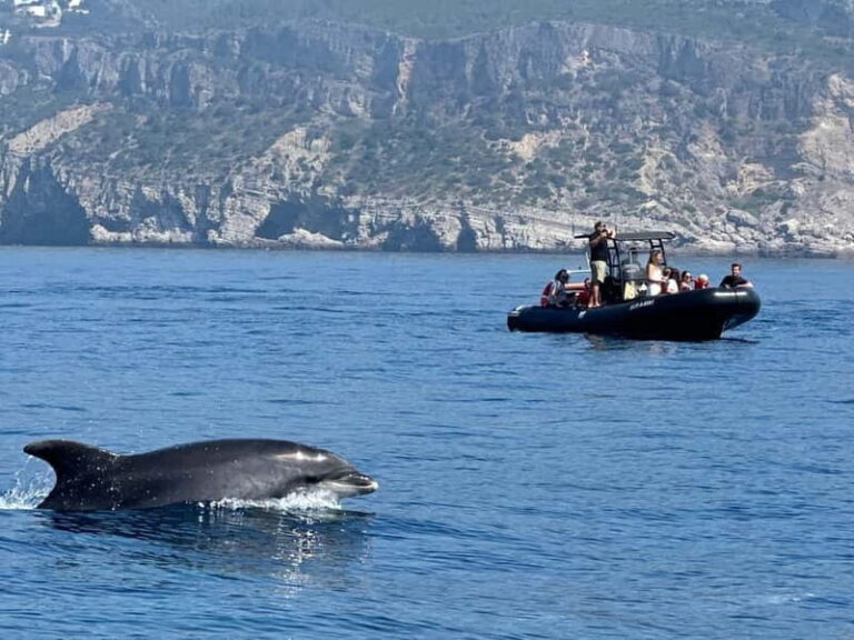Sesimbra: Dolphin watching with marine biologist - The Itinerary in Detail