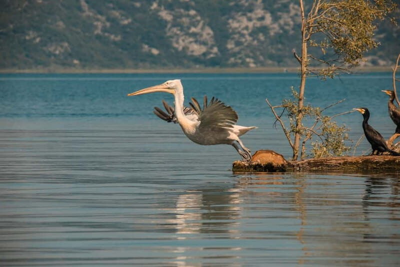 SKADAR LAKE: A national park with amazing flora and fauna! - Why This Tour Offers Genuine Value
