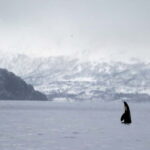 Skjervøy: Whale-Watching RIB Tour - The Authenticity and Value of the Experience