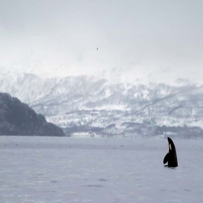 Skjervøy: Whale-Watching RIB Tour - The Authenticity and Value of the Experience