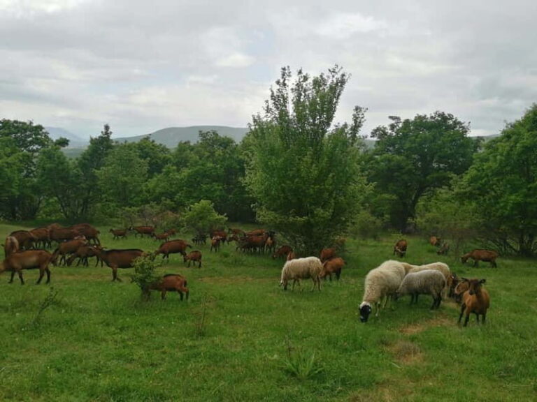 Skopje: Brodec  Spirova Hut  Crn Kamen Hike Tour - The Experience: What Makes It Special