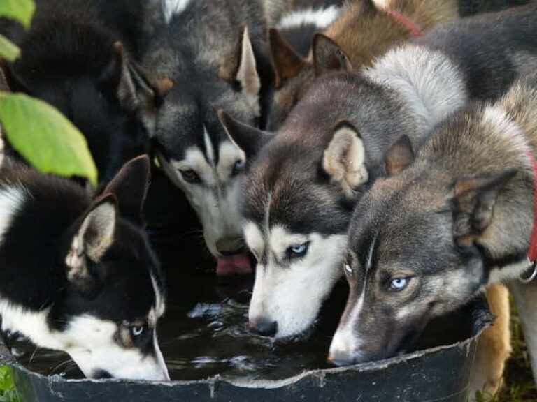 SLED DOG KENNEL VISIT TARTU COUNTRY ESTONIA - Authenticity and Personal Touches: What Sets This Tour Apart?