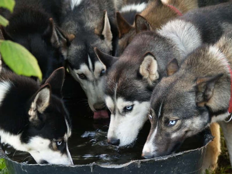 SLED DOG KENNEL VISIT TARTU COUNTRY ESTONIA - Authenticity and Personal Touches: What Sets This Tour Apart?