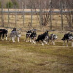 SLED DOGS VISIT & DRIVE ROUND TARTU COUNTRY ESTONIA - The Practical Details: Your Booking and Preparation