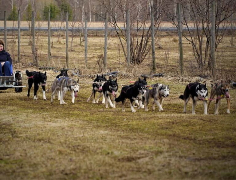 SLED DOGS VISIT & DRIVE ROUND TARTU COUNTRY ESTONIA - The Practical Details: Your Booking and Preparation