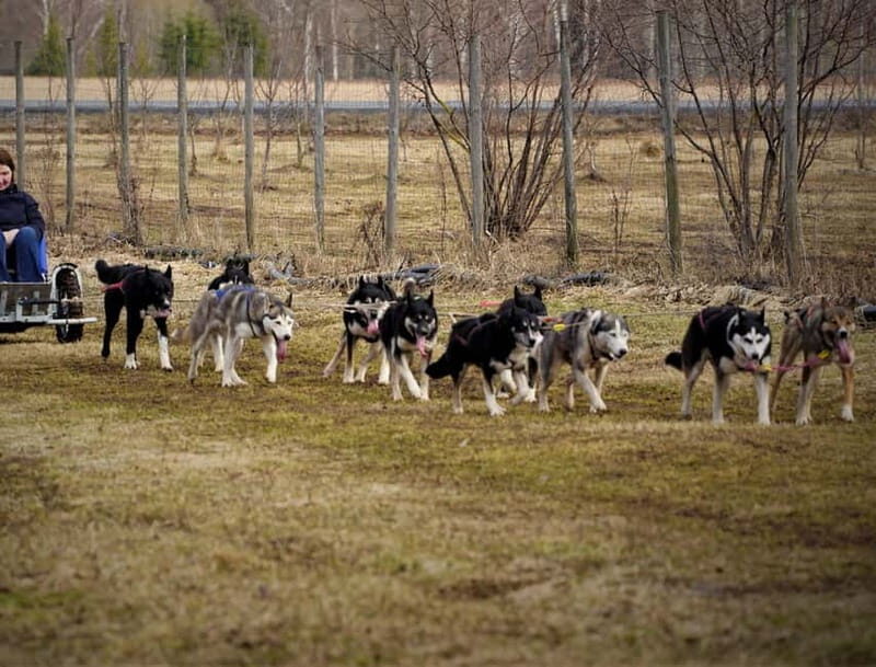SLED DOGS VISIT & DRIVE ROUND TARTU COUNTRY ESTONIA - The Practical Details: Your Booking and Preparation