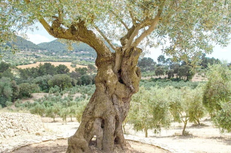 Small group- Exclusive Olive Oil & Wine Tour Mallorca - Why This Tour Offers Real Value