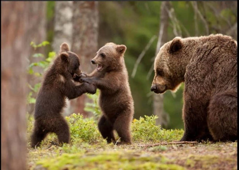 Small group - max 7 pax -Wild Bears Safari on Transfgran - What Makes This Tour Stand Out?