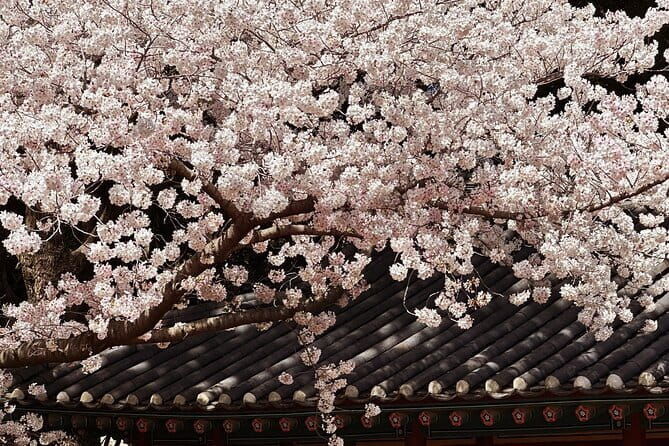 Small Group Tour East Jeju Cherry Blossom & Woman Diver Show - Key Points  