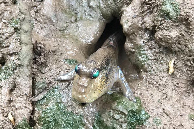 Small-Group Tour to Can Gio Vam Sat Mangrove Forest - Discovering the Can Gio Vam Sat Mangrove Forest: An Authentic Eco-Adventure