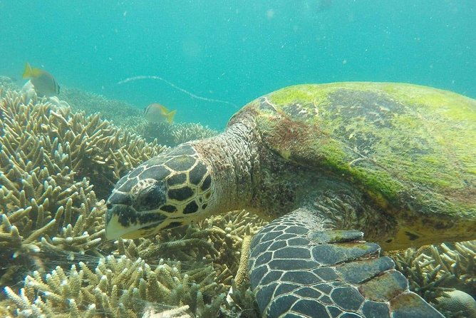 Snorkeling at Pigeon Island - How the Tour Begins