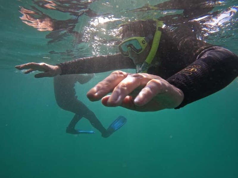 Snorkeling in tenerife south: Discover the underwater world - Why You Should Consider This Snorkeling Tour