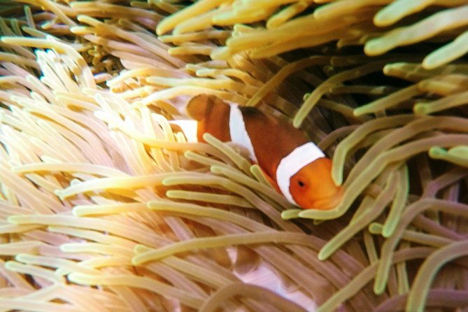 Snorkeling Package at Padang Bai Blue Lagoon - The Full Experience: What to Expect on the Tour