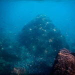 Snorkeling Tour in Levanto: Discover the Wonders of the Sea! - What Makes This Tour Stand Out?