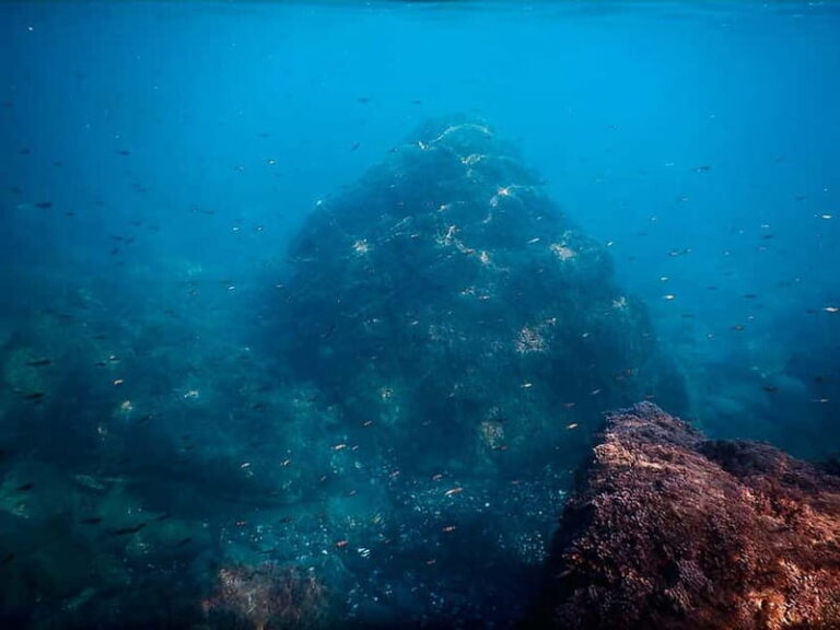 Snorkeling Tour in Levanto: Discover the Wonders of the Sea! - What Makes This Tour Stand Out?