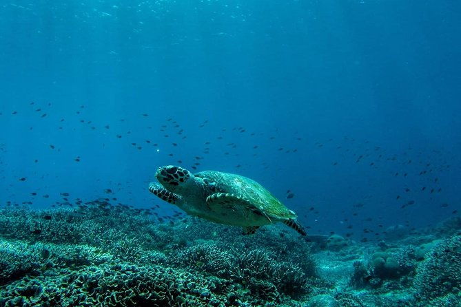 Snorkeling Trip Nusa Penida Bali - The Itinerary Breakdown
