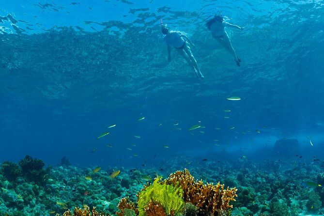 Snorkeling Trip to Menjangan Island - The Experience at a Glance
