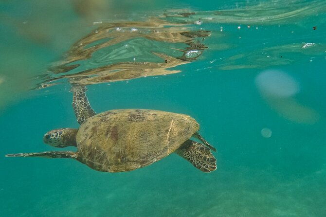 Snorkeling with Turtles in Mirissa - Snorkeling with Turtles in Mirissa