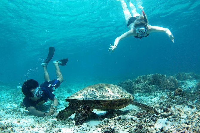Snorkeling with Turtles on Gili Trawangan - Discover the Underwater Magic of Gili Trawangan with a Private Snorkeling Tour