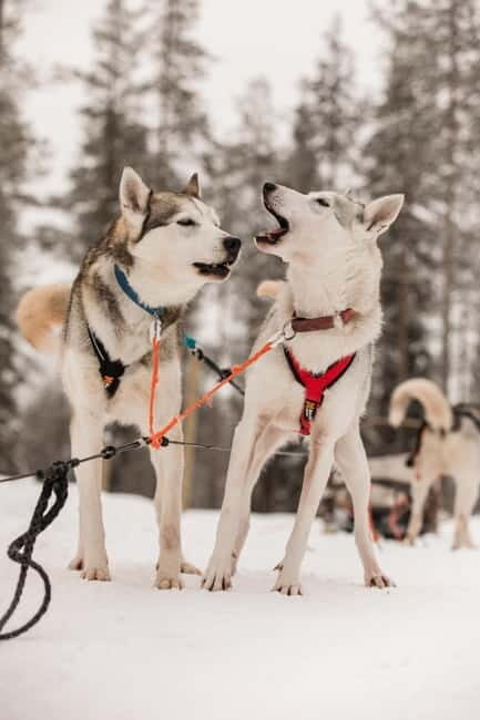 Snowy Trails Husky Safari (5 Km) - The Itinerary Breakdown