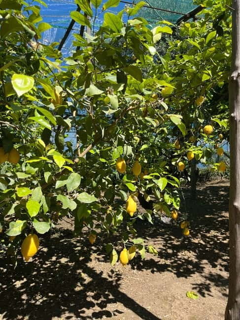 Sorrento: Cooking Class under the Lemon Trees - The Value of This Cooking Class