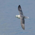 South Queensferry: Birdwatching Cruise with RSPB Guide - An In-Depth Look at the Birdwatching Cruise