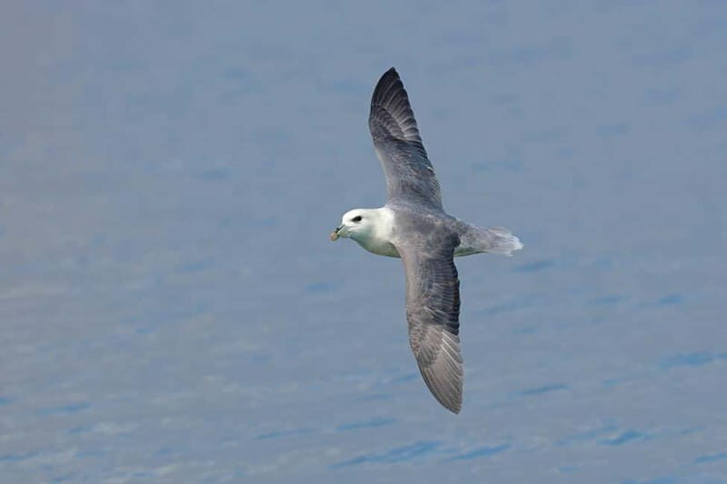 South Queensferry: Birdwatching Cruise with RSPB Guide - An In-Depth Look at the Birdwatching Cruise