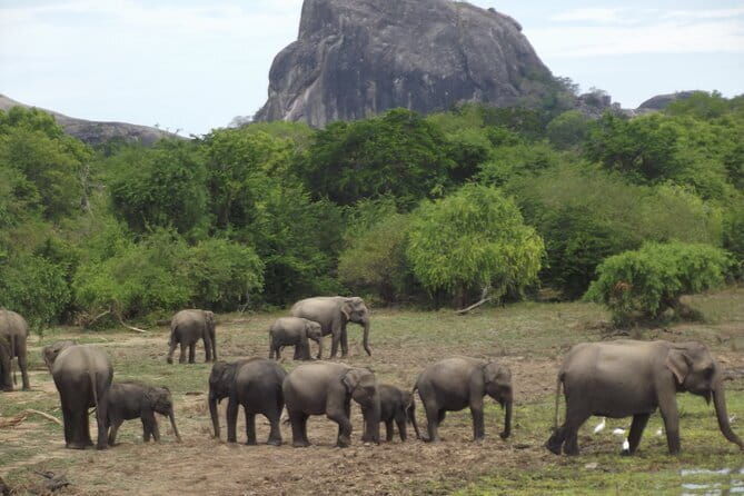 Special Elephants Safari from hambantota Port - Exploring the Safari Experience at Yala National Park
