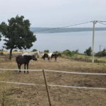 SPLIT: Guided ATV Tour Gornja Podstrana & Horses - Exploring the Itinerary: What You’ll Experience