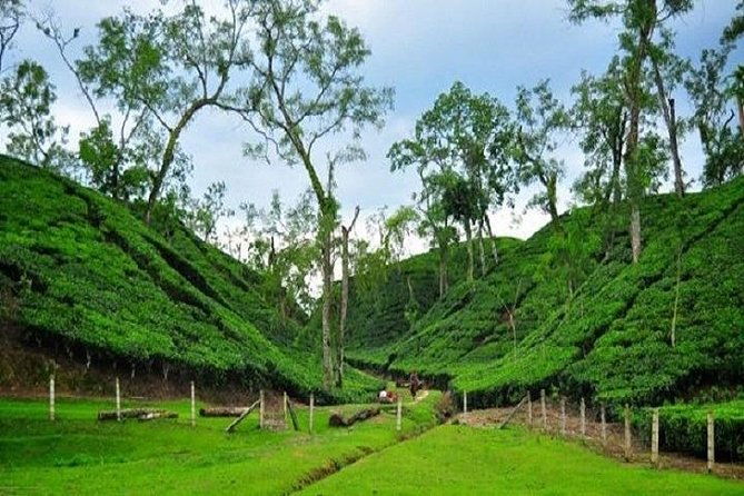 Sreemangal Tour! Sylhet, Bangladesh - Day 1: Arrival and Local Sightseeing in Sreemangal