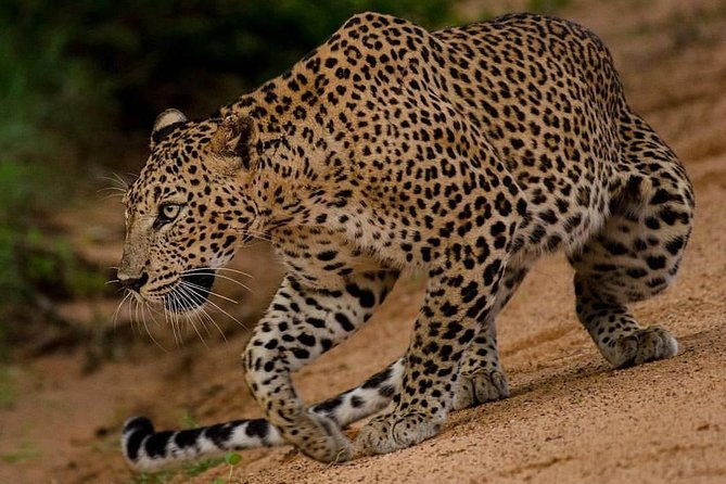 Sri Lanka budget tour package 8 days with driver,vehicle and H/B accommodations. - Discover the Best of Sri Lanka in 8 Days with a Budget-Friendly Tour