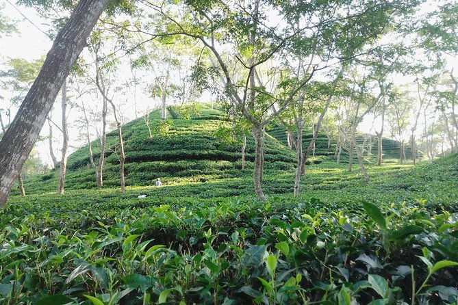 Srimangal nature tour in forest and tea garden - Key Points