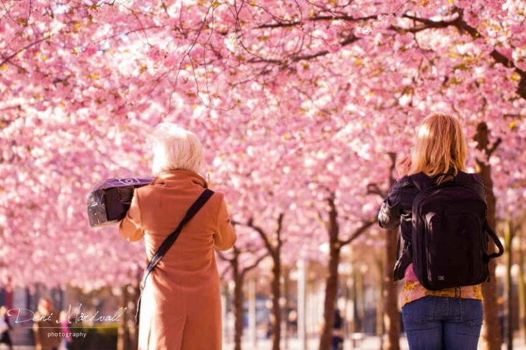 Stockholm: Highlights Guided Walking Tour - The Itinerary: A Closer Look at the Highlights