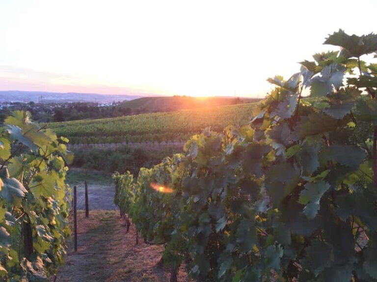 Stuttgart: E-bike wine tour including tasting - What to Expect During the Tour