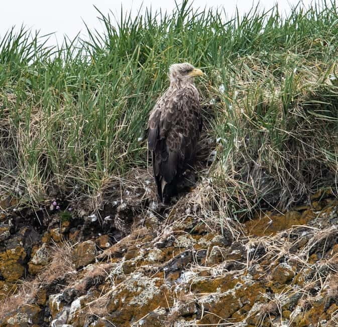 Stykkishólmur: Puffin and Wildlife Boat Tour - The Itinerary in Detail