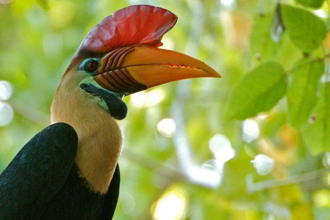 Sulawesi Tangkoko National Park Private Tour - Key Points