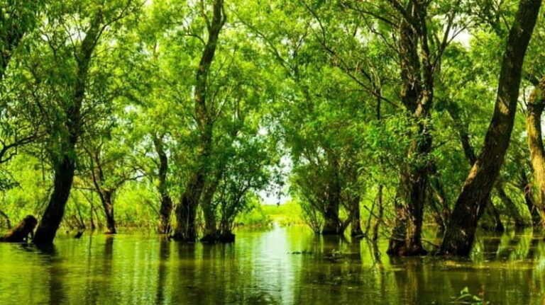 Sulina: Letea Forest Day Trip - Practical Details and Tips