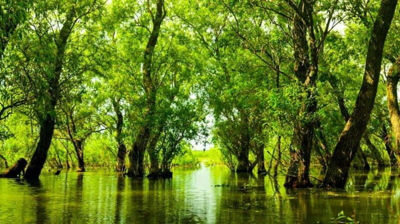 Sulina: Letea Forest Day Trip - Practical Details and Tips
