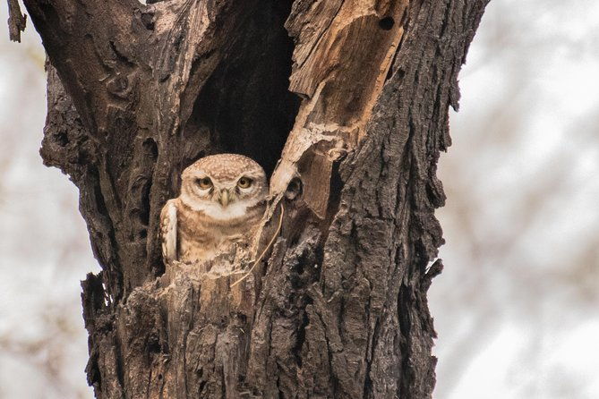 Sultanpur Birding Escapade - Key Points