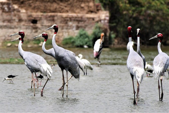 Sultanpur The wonder of Birding from Delhi - Exploring Sultanpur: The Wonder of Birding from Delhi