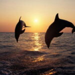 Sunset Dolphin Cruise with Dinner  Medulin Archipelago - Who Is This Tour Best For?