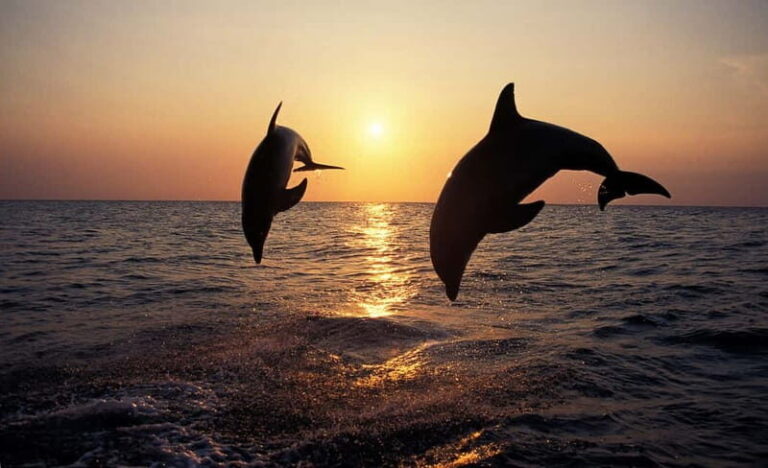 Sunset Dolphin Cruise with Dinner  Medulin Archipelago - Who Is This Tour Best For?