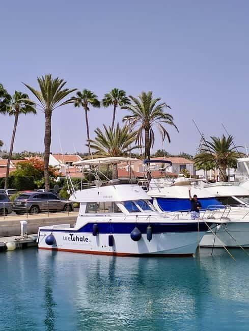 Sunset Dolphin Watching Tour on Hybrid Boat in Small Group - The Itinerary in Detail
