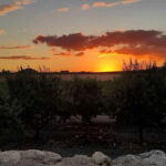 Sunset Painting Among the Vineyards of Mazara Del Vallo - Who Would Love This Tour?