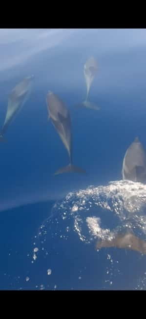Sunset tour in search of dolphins with aperitif - What does the tour include?